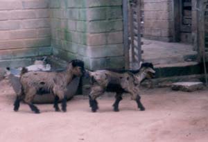deux chevreaux à Sichem (Bénin)