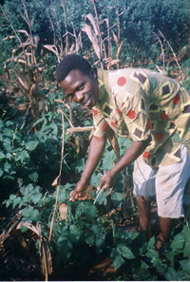 un Ameïbo (Noir) récolte le maïs